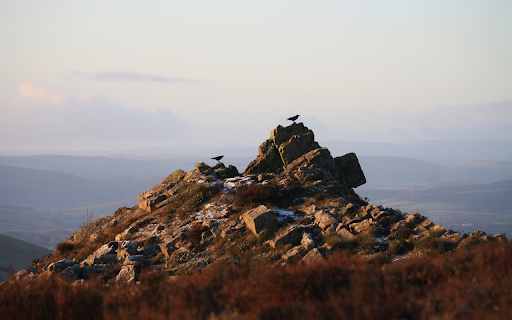 Bird perches on top of mountain