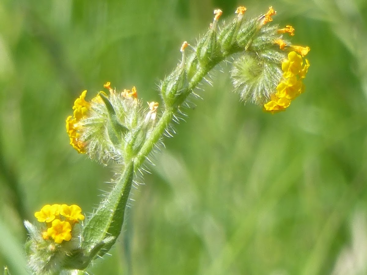 Fiddleneck