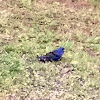 Indigo Bunting