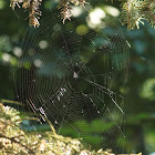 Spider web