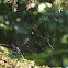 Spider web