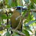 Blue-Crowned Motmot