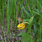 Large yellow lady's-slipper