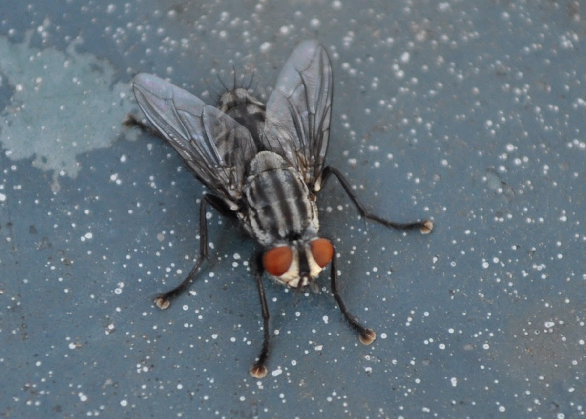 Flesh Fly