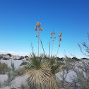 Soaptree yucca