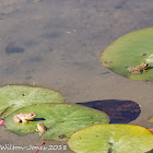 Iberian Water Frog