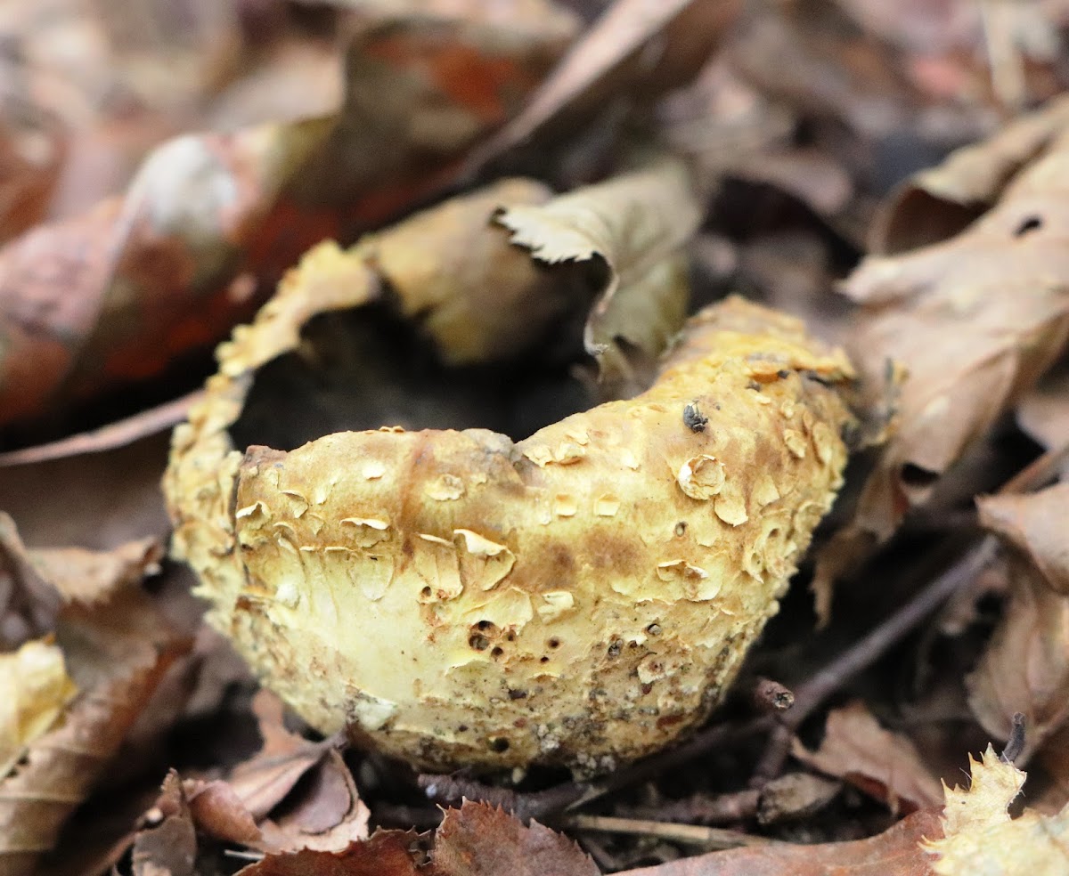 Common earthball