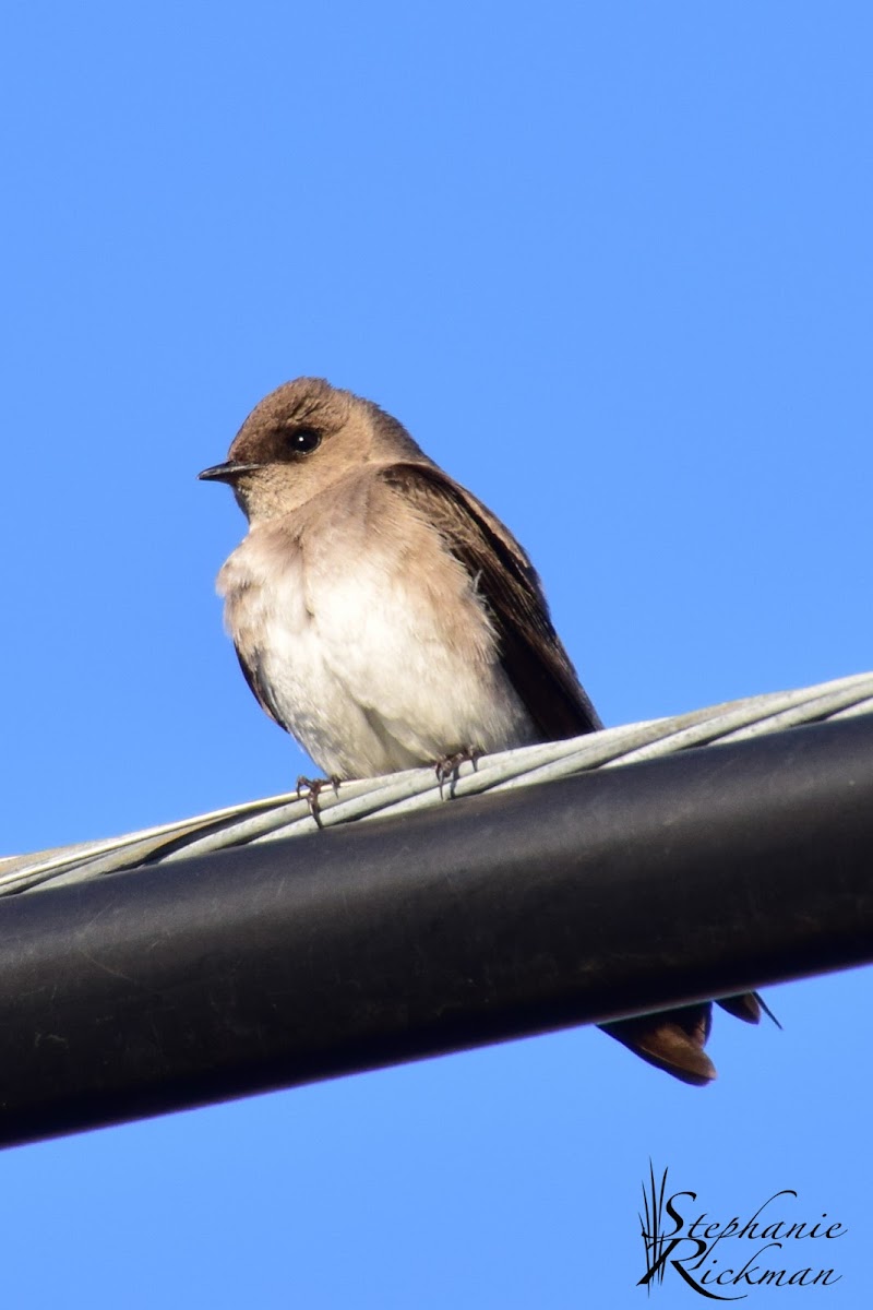 Northern Rough-winged Swallow