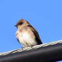 Northern Rough-winged Swallow