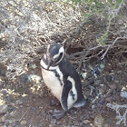 Pinguino de Magallanes