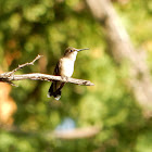 Ruby-throated Hummingbird