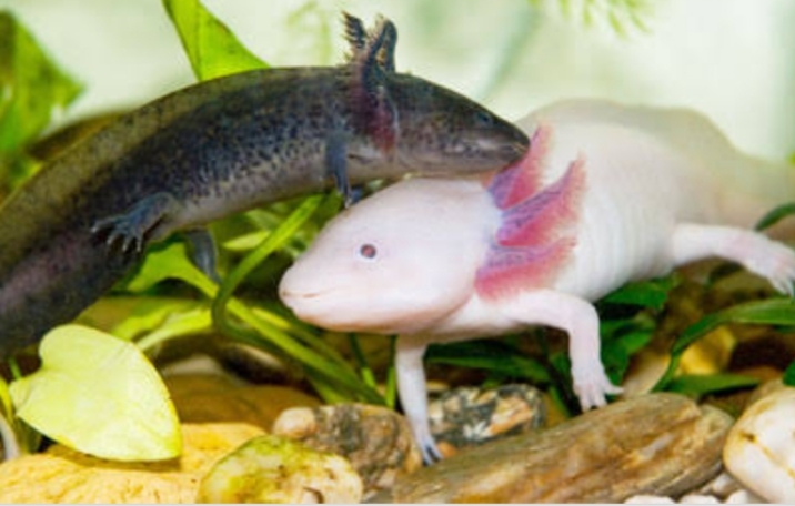 Mating of Axolotls;