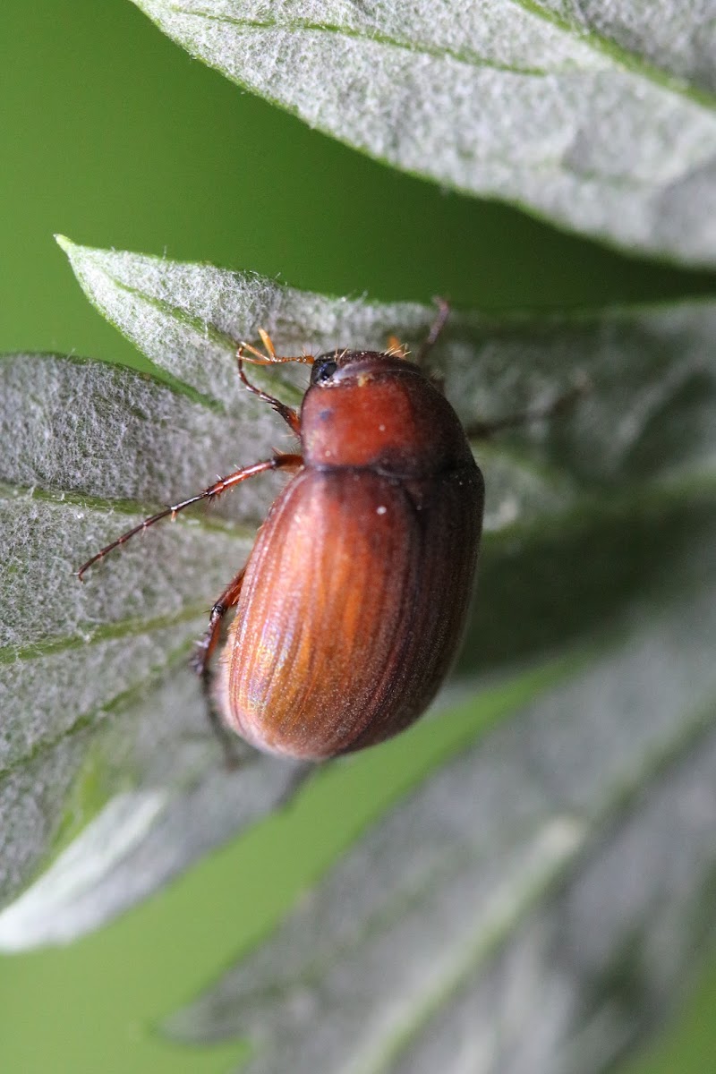 Asiatic garden beetle