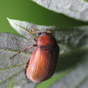 Asiatic garden beetle