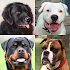 Dogs Quiz - Guess Popular Dog Breeds in the Photos 3.0