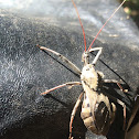 Wheel Bug