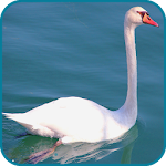 Cover Image of Unduh Swan Wallpaper HD 1.06 APK