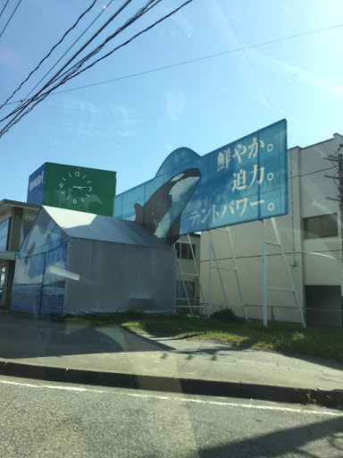 big dolphins