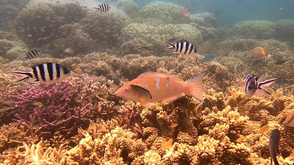 Blue-barred Parrotfish