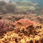 Blue-barred Parrotfish