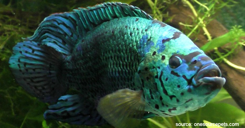 Ikan Jack Dempsey - 10 Ikan Predator untuk Peliharaan Garang Tapi Menawan