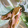 Spurge Hawkmoth; Esfinge de la Lechetrezna