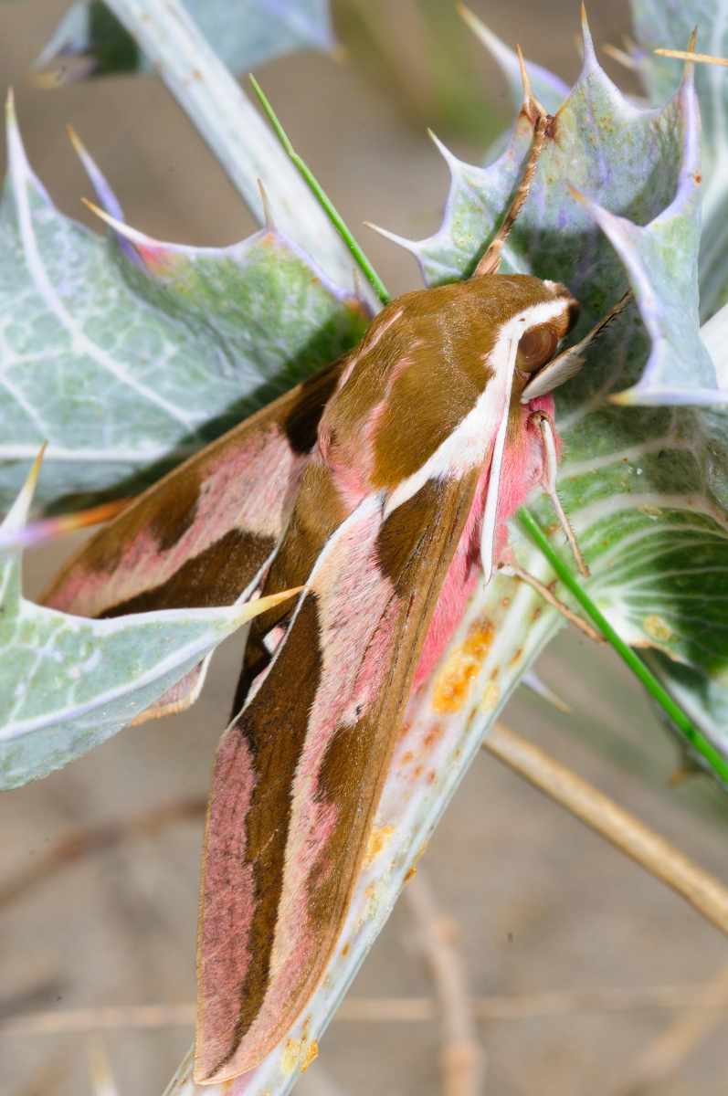 Spurge Hawkmoth; Esfinge de la Lechetrezna