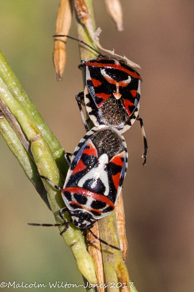 Ornate Shieldbug