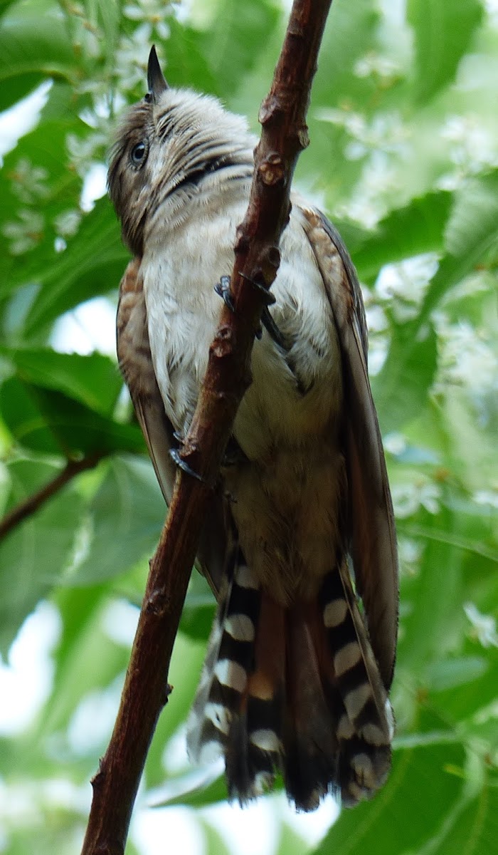 Horsfield's Bronze-cuckoo (juvenile)