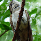 Horsfield's Bronze-cuckoo (juvenile)