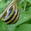 Vienna White-lipped Snail