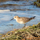 Baird's Sandpiper