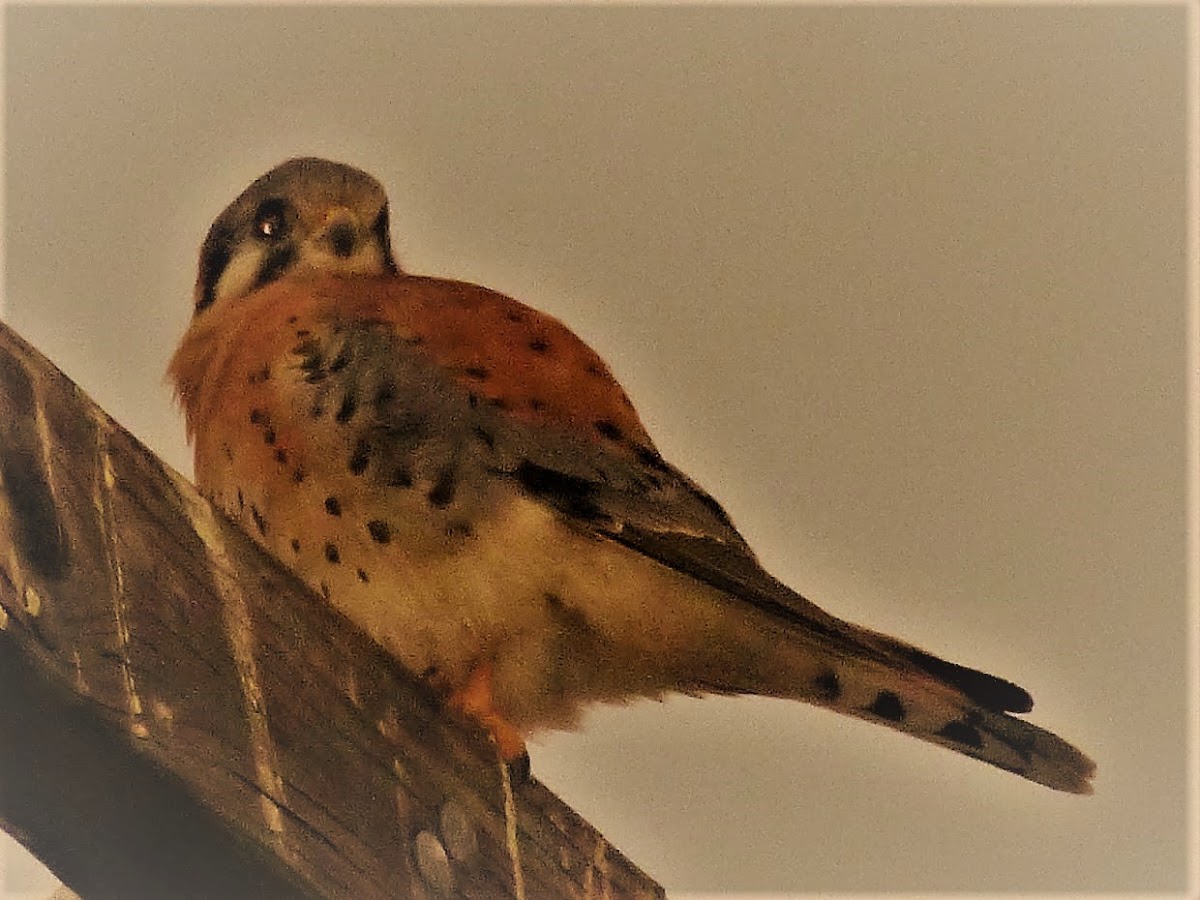 American Kestrel