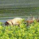 Common snapping turtle