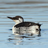 Common Murre