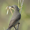 Purple-rumped Sunbird(Female)