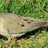 Mourning Dove