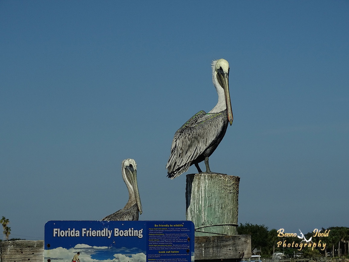 Brown pelican