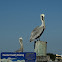 Brown pelican