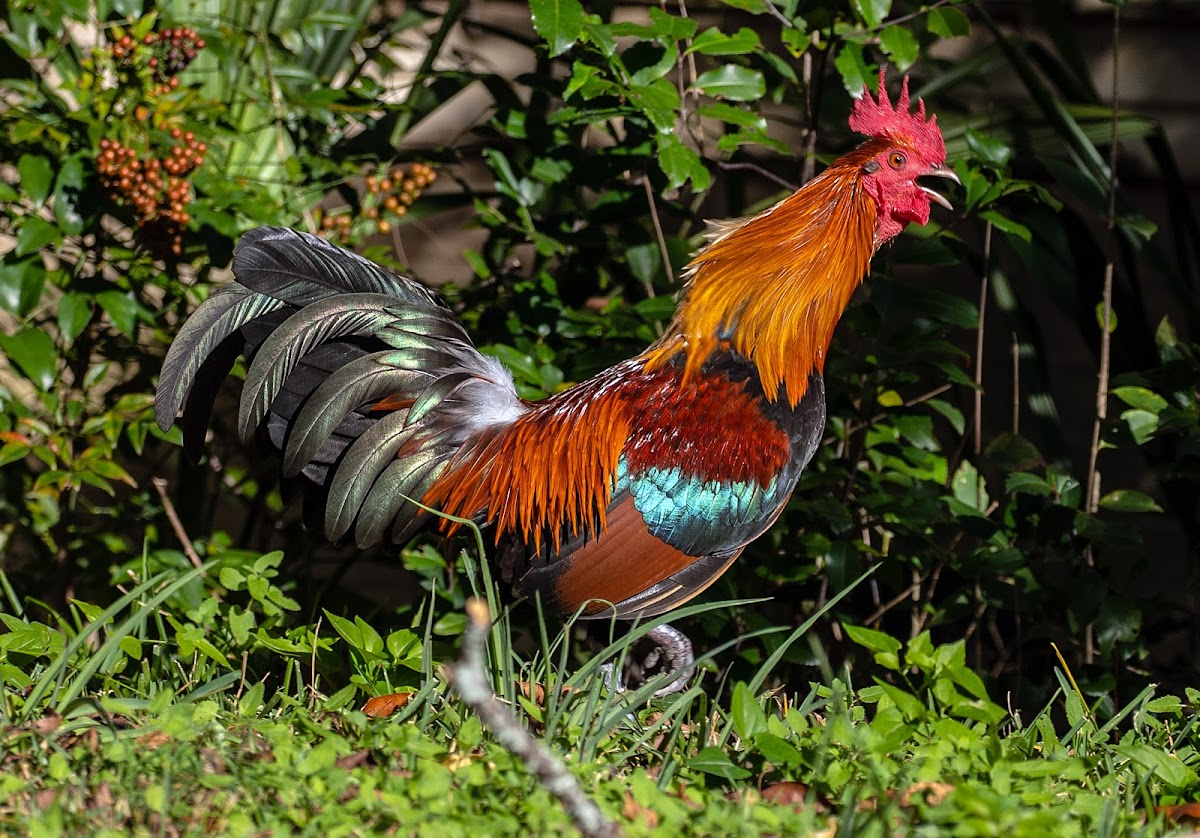 Red Junglefowl