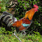 Red Junglefowl