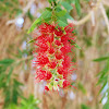 Weeping bottlebrush