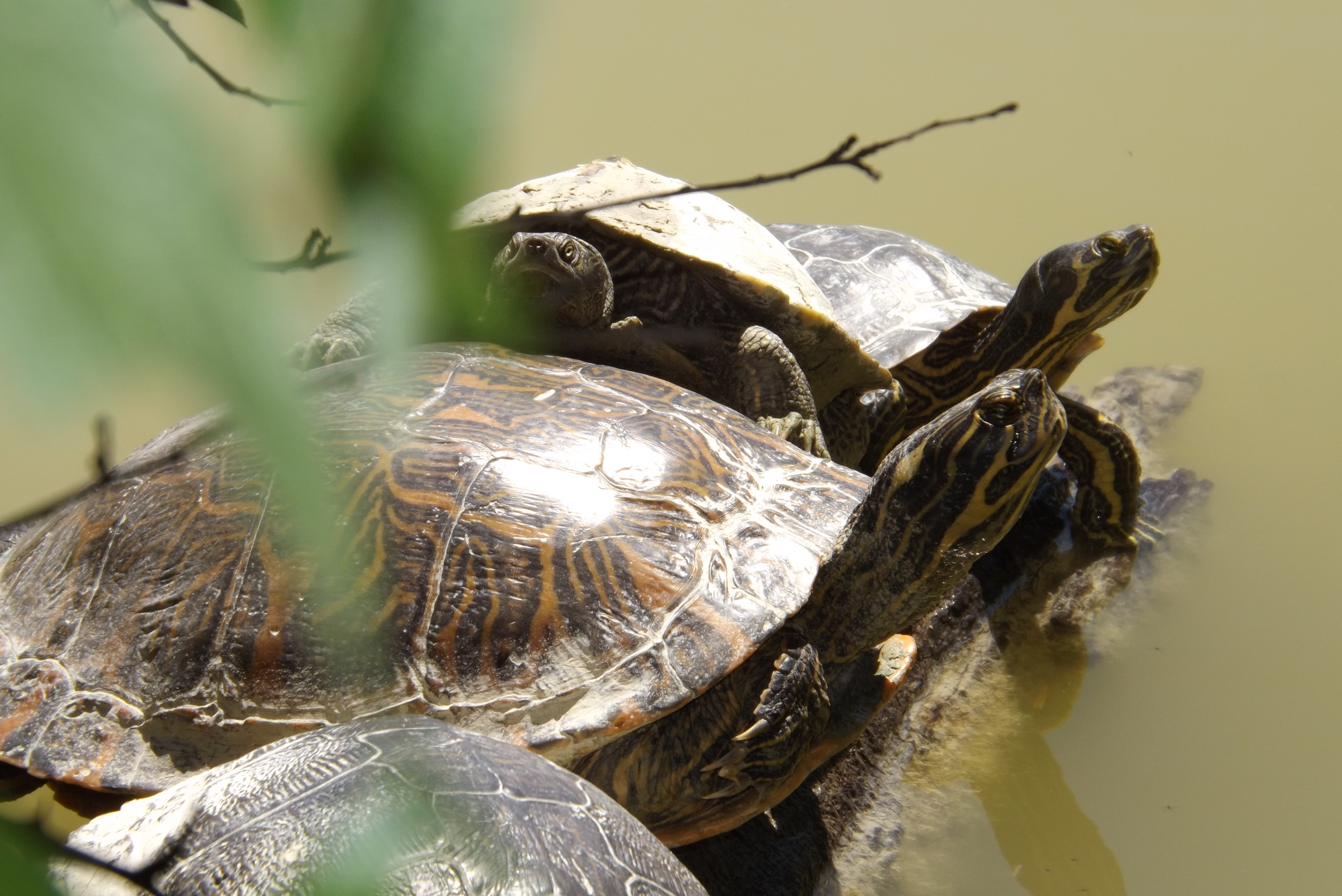 Ninja Turtles di rcrisantefoto