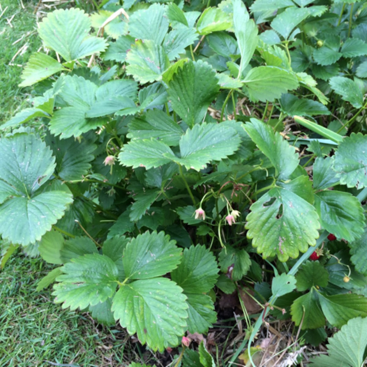 Strawberries / Erdbeeren