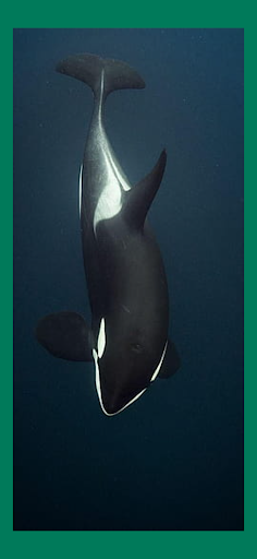 Screenshot Orca Whale Wallpaper Live HD