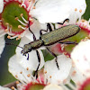 Checkered clerid beetle