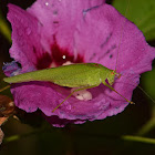 Mediterrane katydid