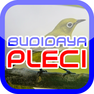Cara Budidaya Pleci - náhled