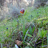 Fritillaria graeca