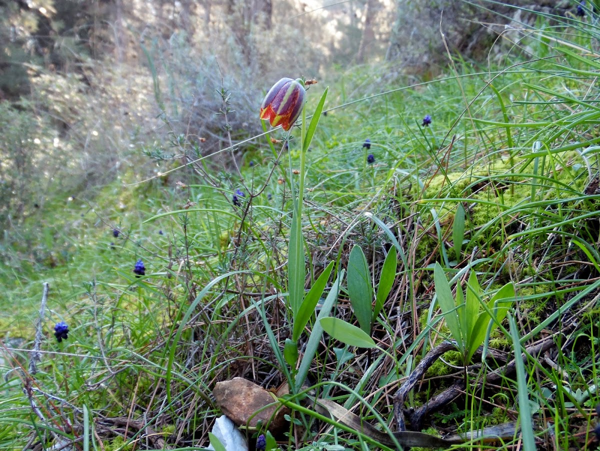 Fritillaria graeca